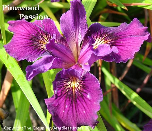 Pinewood Passion (1)